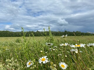 field of daisies