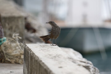 西表島で見つけたイソヒヨドリのメス