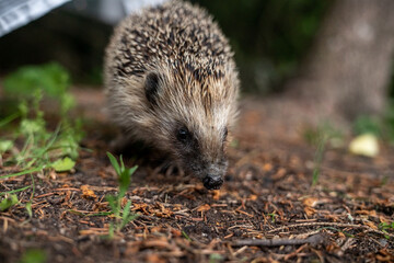 Wild hedgehog in the grass in garden, close to the camera