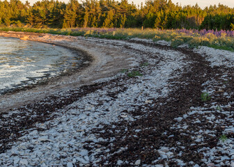summer sunset landscape with sea cabbage, Crambe maritima, which grows on the coast of the Estonian...