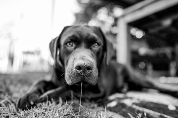 black labrador retriever