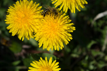 honeybee on a dandelion flower _ yellow flower