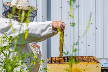 A beekeeper extracts a frame with honeycombs from the hive. Inspection of bees in the apiary. Preparing for the harvest of honey on a sunny summer day. A lot of bees are crawling on the honeycombs.