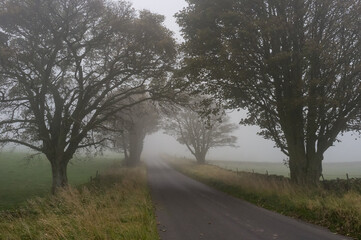 Rural road in the mist