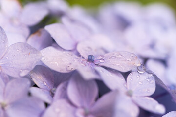 雨に濡れた紫陽花　　紫色