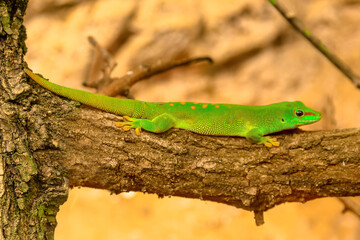 Close up of a green Gecko, Phelsuma madagascariensis species, also called Madagascar day gecko. It lives in Madagascar rainforests. Resting on a tree on blurred background