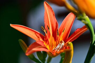 Wedding rings laid in a red-yellow lily flower