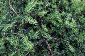 Green pine needles as a background