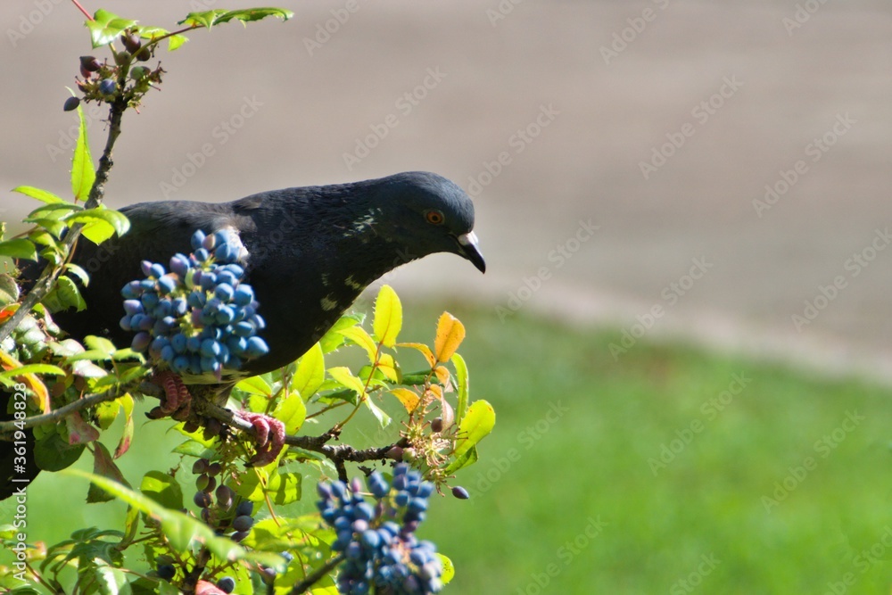 Wall mural pigeon dove is sitting on a branch of bush with fresh berries