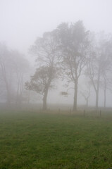 Obraz na płótnie Canvas Trees in fog