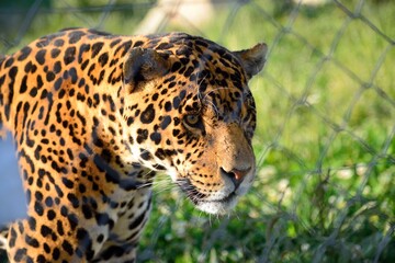 Fototapeta na wymiar Head of a leopard in a zoo