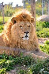 Obraz na płótnie Canvas Lion lying in the grass in the zoo