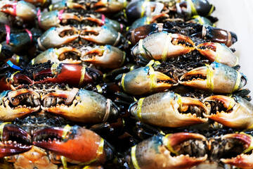 fresh serrated mud crab in market