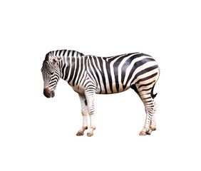 Zebra standing single isolated on white background , clipping path