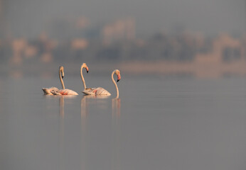 Greater Flamingos in the morning hours, Bahrain