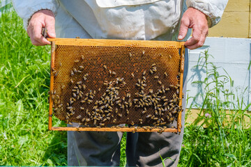 A beekeeper in protective clothing holds a frame with honeycombs, examines bees in the apiary. Preparing for the harvest of honey on a sunny summer day. A lot of bees are crawling on the honeycombs.