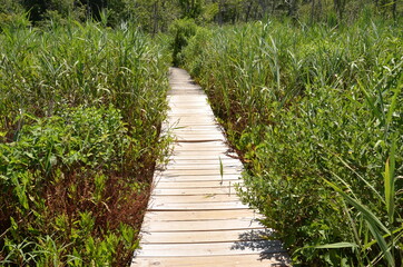 wood boardwalk or trail and grasses and trees