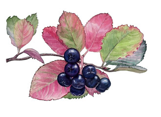 Watercolor illustration of dark blue chokeberries with leaves for design on white isolated background