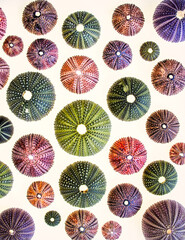 collection of colorful sea urchins on back lighted white background