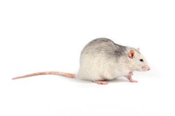 Funny and fat gray rat with long tail isolated on white background.