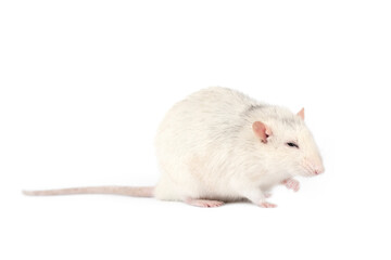 Funny and fat light gray rat with long tail isolated on white background.