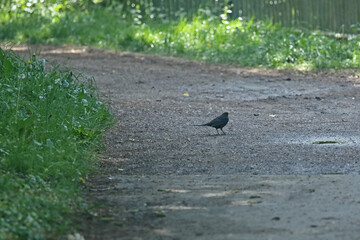 Amsel