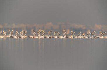 Greater Flamingos wading during hightide, Bahrain