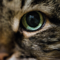 Close up macro image of the eye of a cat