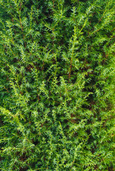 Texture, background of green cypress. Beautiful thuja with long needles close-up. Garden plant, shrub.