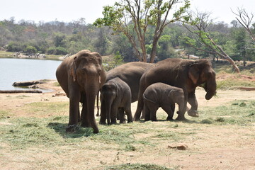 Fototapeta na wymiar elephants in the shore of lake