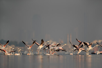 Fototapeta premium Greater Flamingos running to fly at Aker coast, Bahrain