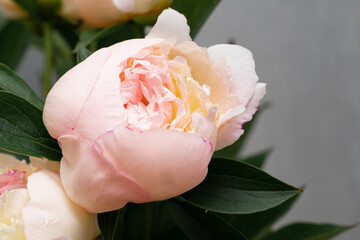 Bouquet of a lot of peonies of pink color close up. Beautiful peony flowers. Floral shop concept. © Владислав Легір