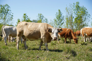 Fototapeta na wymiar Cattle cows and calves graze in the grass. Cattle breeding free range. Europe Hungary