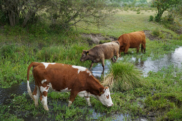 Fototapeta na wymiar Cows graze and drink on the banks of the stream. Cattle-breeding. Europe Hungary.