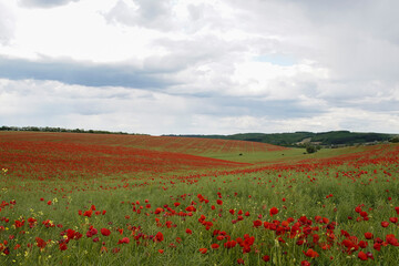 Red poppies on the spring meadow, gray clouds in the sky. Europe Hungary