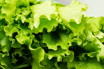 Fresh green lettuce leaves close up