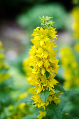 yellow flowers in the garden