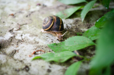 snail on a leaf