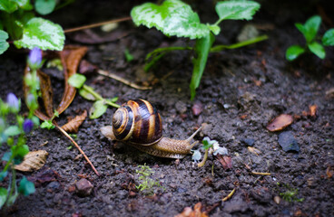 snail on a leaf
