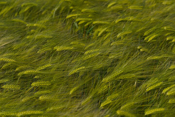 Wheat ears close up on a sunny day. Unripe green wheat in the field. Wheat in warm sunlight.
