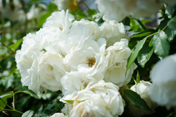 Obraz na płótnie Canvas white rose bush