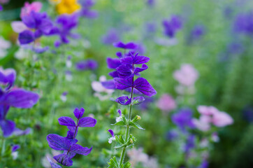 purple flowers in the garden