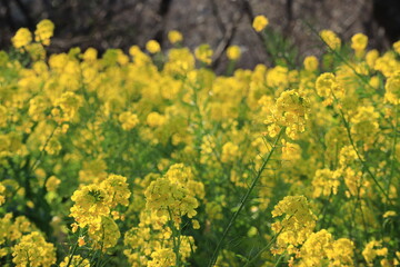 Obraz premium Blue SKY and rape blossoms in the park ,japan,kanagawa