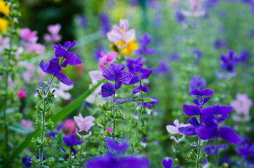 lavender flowers in the garden