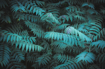Fototapeta premium Beautiful natural background. Dark green leaves close-up. Background from green-blue leaves of a tropical tree. abstract green texture, tropical leaf