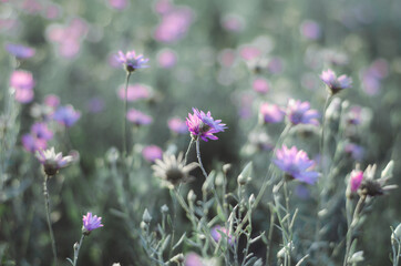 Selective focus. Field of flowers in the rays of the evening sun. Violet wildflowers. Natural background
