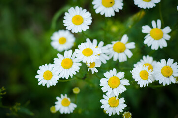 daisies in the garden