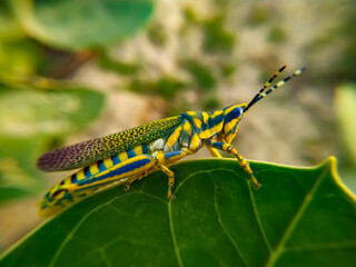 Close up of insect on leaf