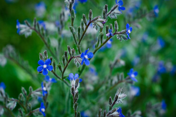 forget me not flowers