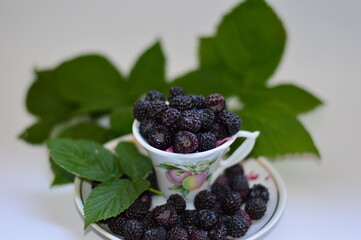 blackberries in a bowl